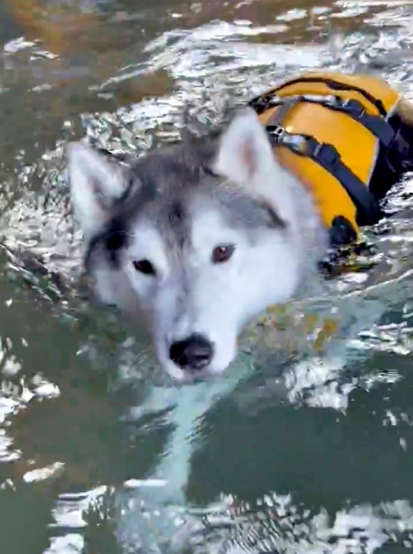 上手に泳ぐこともできるはるくん（画像提供：motoさん）