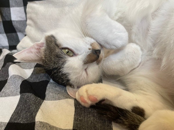 ゴロンと寝そべる姿がキュートな百ちゃん（画像提供：*ig*さん）