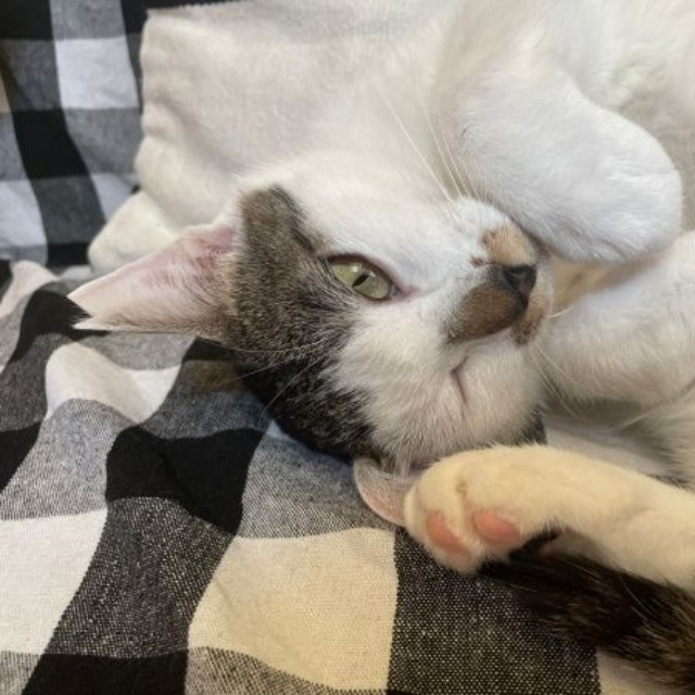 ゴロンと寝そべる姿がキュートな百ちゃん（画像提供：*ig*さん）