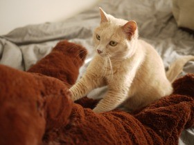 保護猫「水丸さん」の体調ケア　病院帰りのチューリップチキン