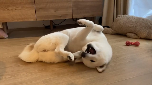 身体、柔らかい…！（画像提供：柴犬ゆきみさん）