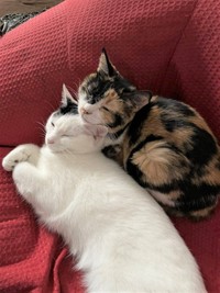 仲良しのラナちゃん（左）とのんびりのイズちゃん（右）