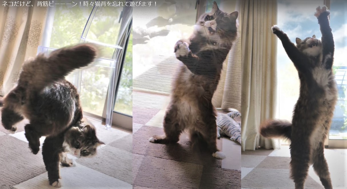 ときどき猫背を忘れます」2足歩行の猫さんに驚き 「地上最強の猫