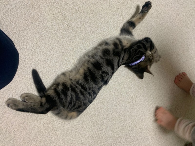 お届けの夜から、のーびのび（またたび家提供）