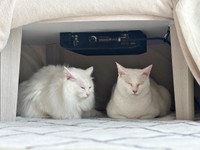 こたつの中で仲良く温まるきょうだい猫の（左から）くうちゃん、ねるくん（画像提供：くうねるさん）