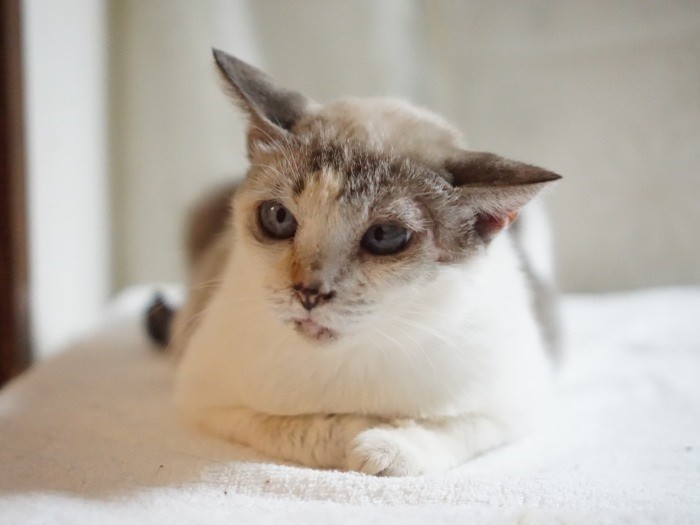 飼い主が入院し、山梨から「おーあみ避難所」に来た「ポプリ」