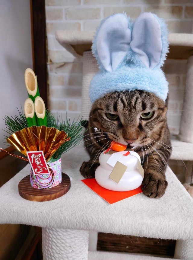 うさぎの被り物でちょっと不機嫌＝gatita_himawariさん提供