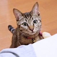 毎晩、選りすぐりの“添い寝のおとも”をベッドに持って来るランちゃん（画像提供：みぃさん）