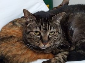 こたつ布団を出すと猫が粗相…　今年は薄いカバーだけでしのぐ？