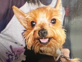 悲しむ飼い主にどう言葉をかければ？　模索続けた動物看護師が10年後に見つけた答え