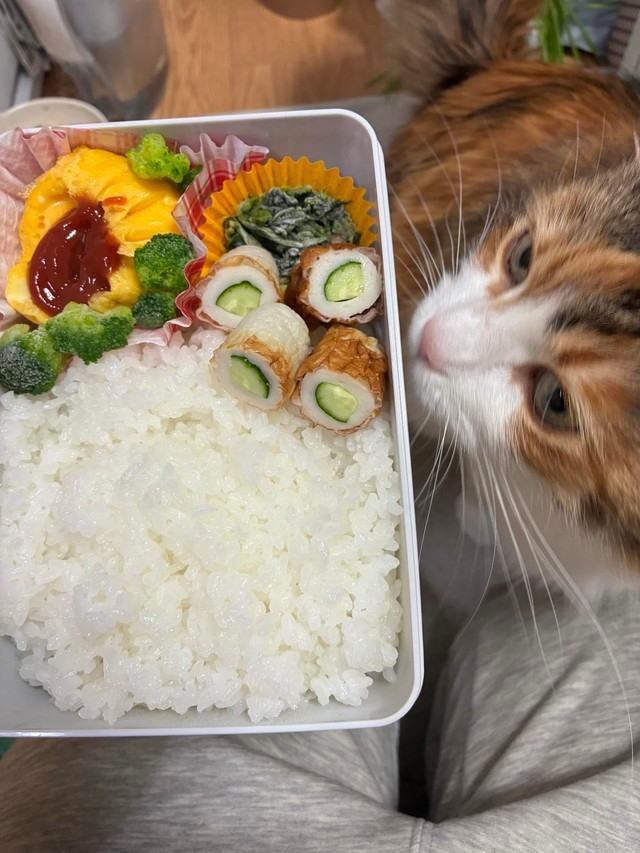 野菜たっぷり、鮮やかなお弁当／寺田紀久子さん（loveloveday_k）提供