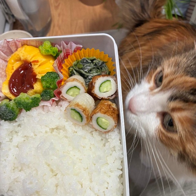 野菜たっぷり、鮮やかなお弁当／寺田紀久子さん（loveloveday_k）提供