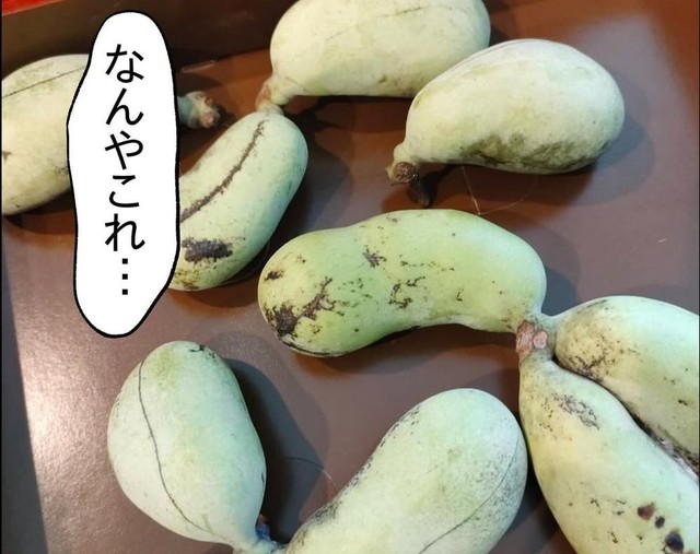 あまりに見たことのない果物に思わず「なんやこれ…」
（もっこさん提供）