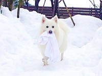 飼い主さんのシャツをくわえた楽くん（画像提供：くーさんママさん）