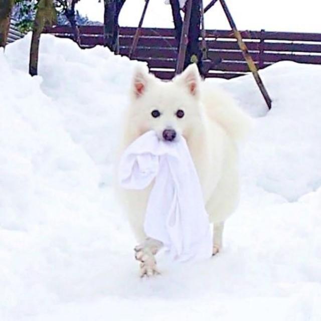 飼い主さんのシャツをくわえた楽くん（画像提供：くーさんママさん）