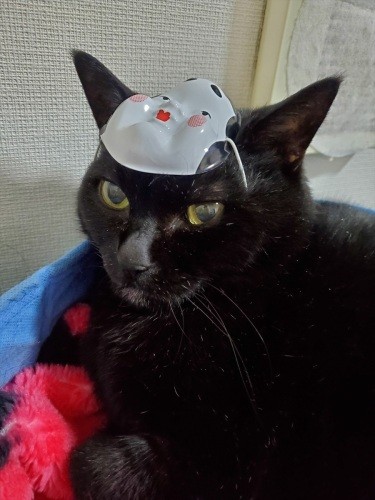 糖尿病に腎臓病に……闘病中のイヌオのためにも、ママは病気になれませんね。気を付けます！どうかこれから我が家に福が来ますように