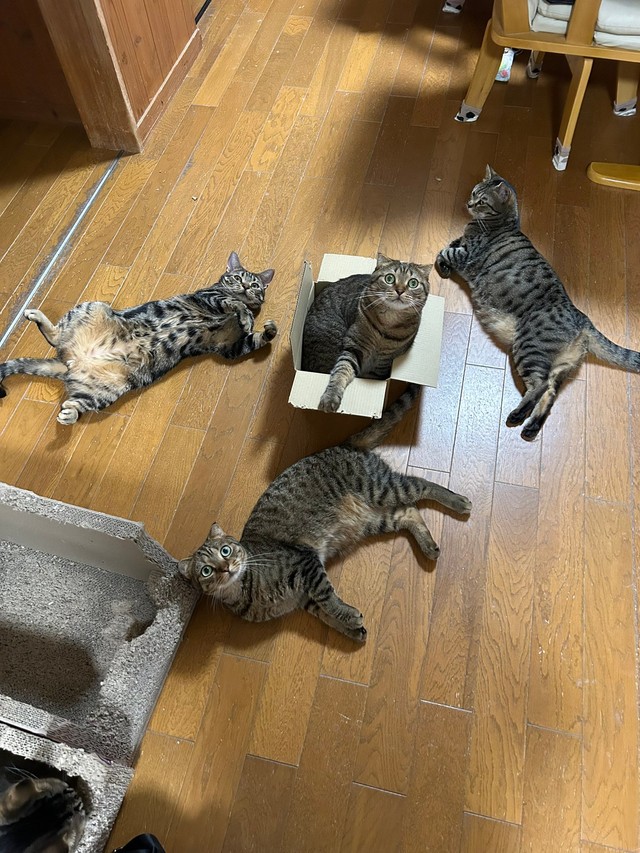 四猫四様のくつろぎ方を見せる猫ちゃんず（提供：はるとさん）