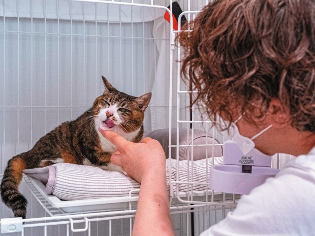 老猫ホームとホスピス併設の保護猫カフェ 困っている猫が穏やかに暮らせる場所に 犬 猫との幸せな暮らしのためのペット情報サイト Sippo