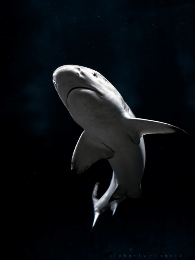 ツマグロ、葛西臨海水族園にて ※α-🦈さん提供