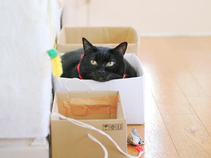 一方、ころすけは「ニャンニャン列車」に乗って引っ張られ待ち。猫ってほんと面白い！