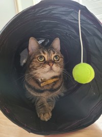 トンネルから何かを眺めるパルルちゃん