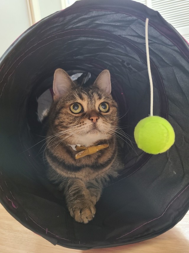 トンネルから何かを眺めるパルルちゃん