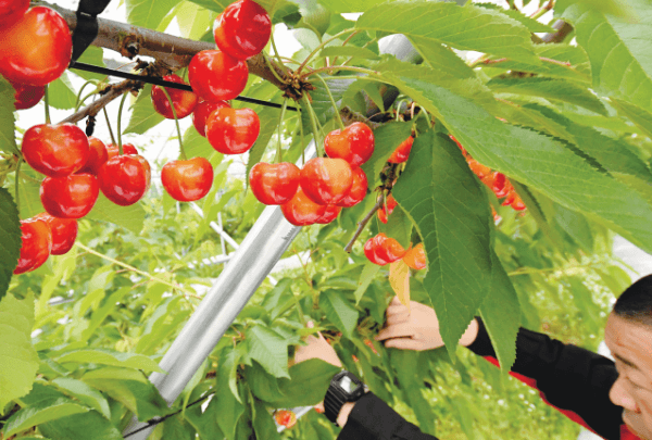 山形の「紅王」もっと知ってね ｜ 朝日小学生新聞 | 朝日中高生新聞