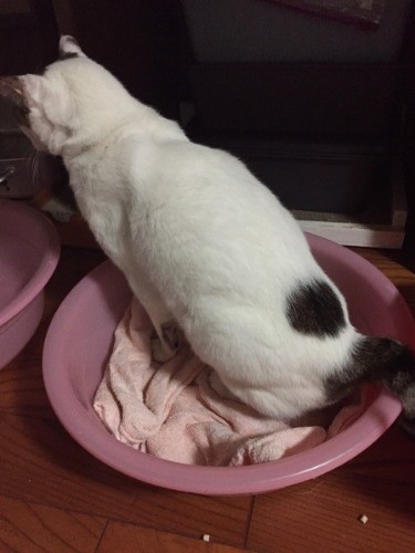 カツオのための布イン桶トイレ