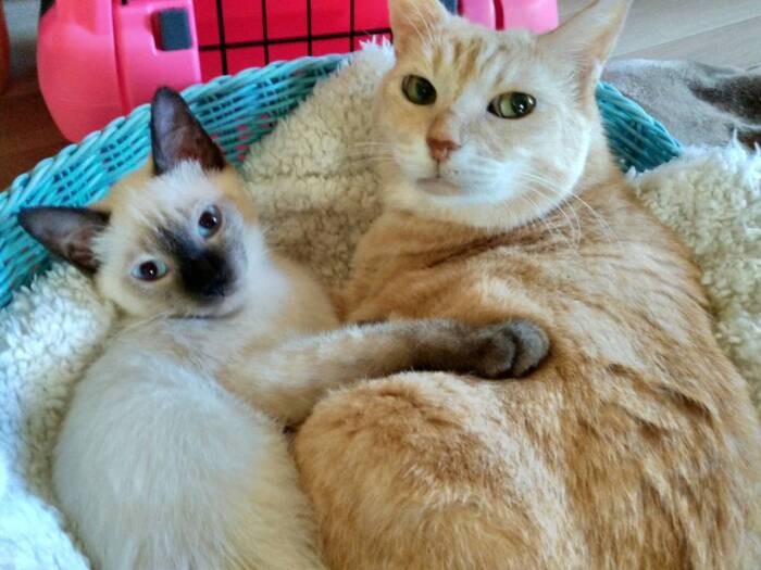 凜ちゃんと茶菜おばぁ（右）。茶菜は管理センターで迷子収容後に一般譲渡になったが、１カ月何も口にせずセンターからのSOSで引き出した。ヘルバ園で強制給餌、点滴をすると、茶菜おばぁは「生きる」ことを決めた（亜妃さん提供）