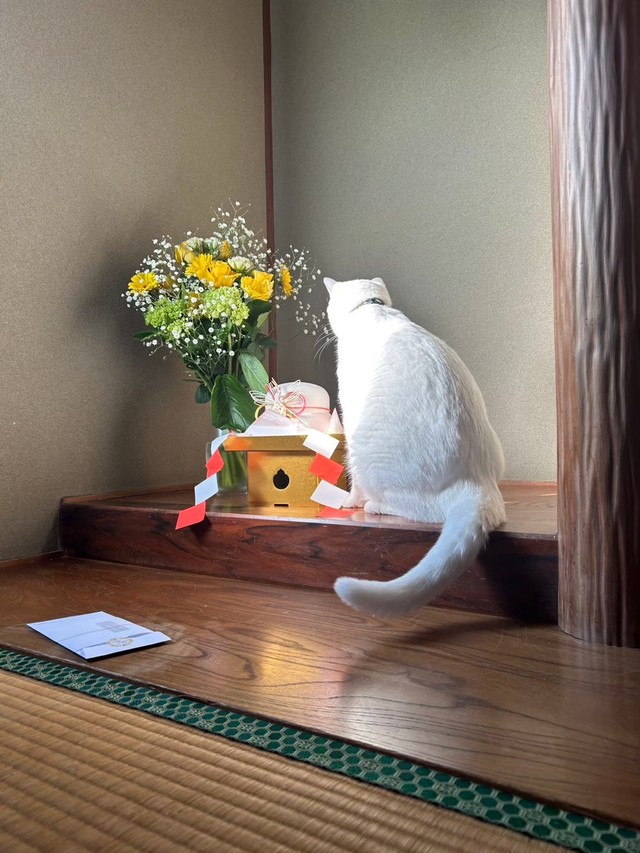 鏡餅が気になる様子のMAOちゃん（提供：月生さん）