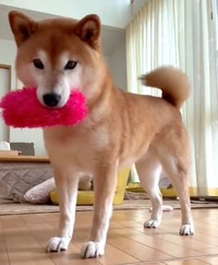「クセツヨ」なところも丸ごと愛するのが柴飼いの責任と喜び！（動画からキャプチャー／提供：ミニすずさん）