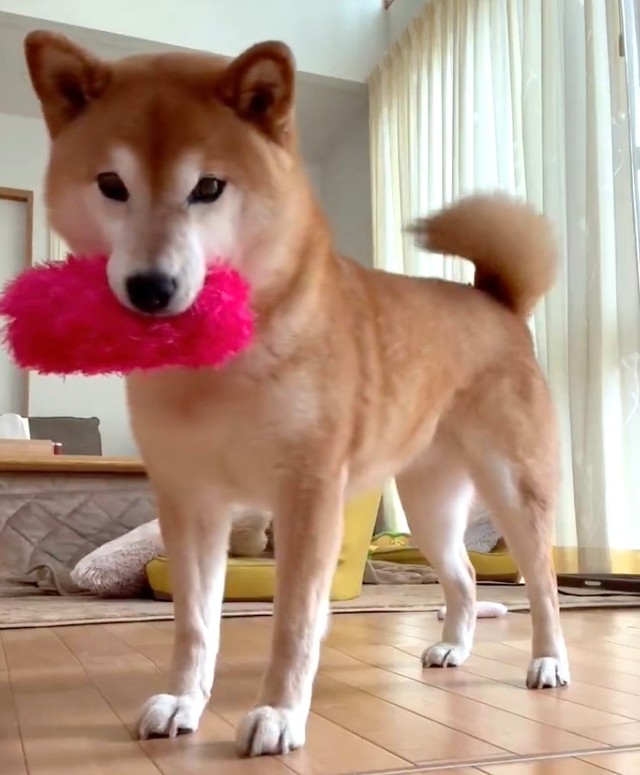 「クセツヨ」なところも丸ごと愛するのが柴飼いの責任と喜び！（動画からキャプチャー／提供：ミニすずさん）