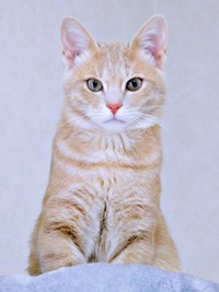 薄い茶色の被毛が美しいきなこくん（画像提供：まっちゃさん）