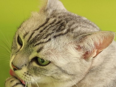 トリミング中にペットがけが　慰謝料は請求できる？