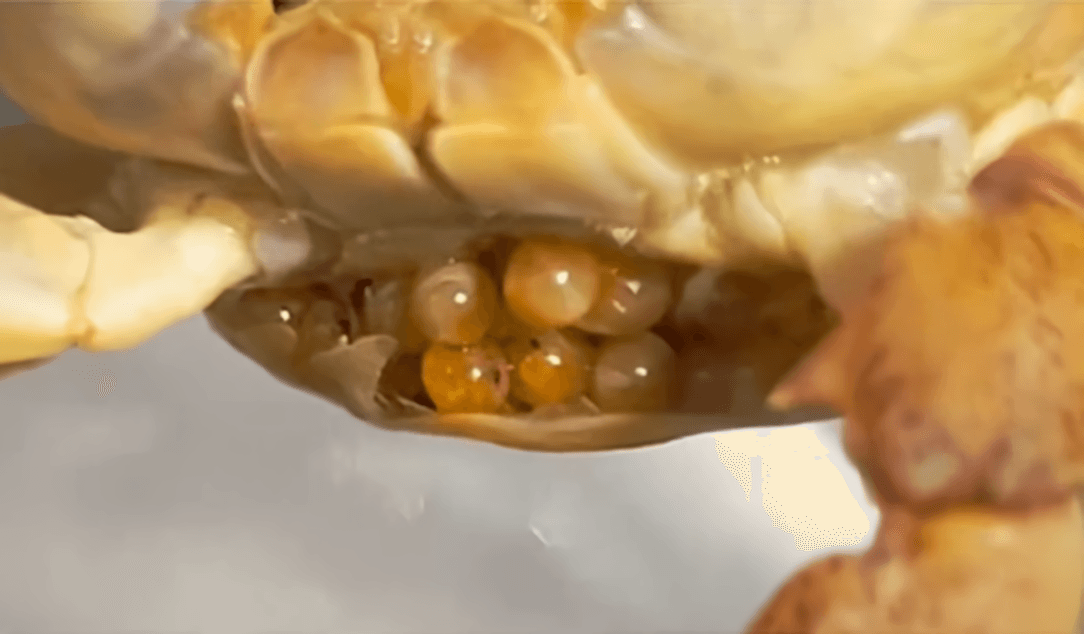 あれ？どうして卵が…（るうさん提供）