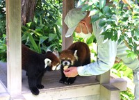 おやつタイム。飼育員さんが持ってきたリンゴをむしゃむしゃ＝いずれも神戸市灘区、王子動物園