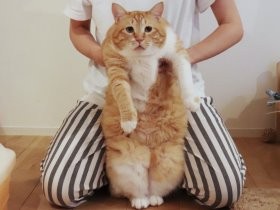 伸びるボディに、伸び～る鼻の下？　猫のぐっぴーが多義語を解説