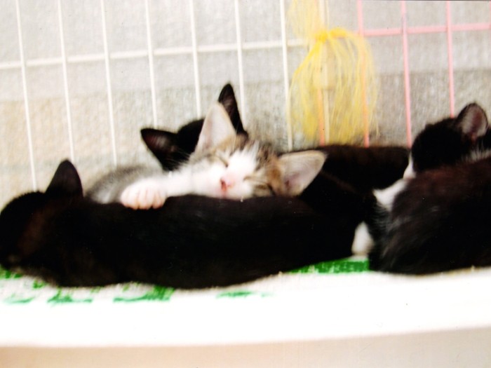 天井裏から子猫が落ちてきた 犬 猫との幸せな暮らしのためのペット情報サイト Sippo 天井裏から子猫が落ちてきた 犬 猫との幸せな暮らしのためのペット情報サイト Sippo