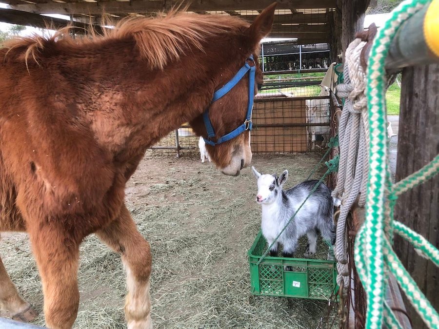 子ヤギと馬のポスター「きっとここがぼくの居場所」「いやぼくの餌箱