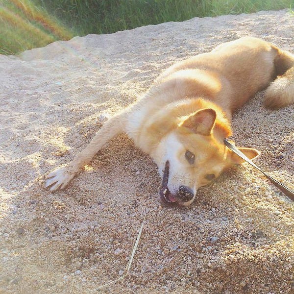 砂浜を掘ったりするのも楽しいよ