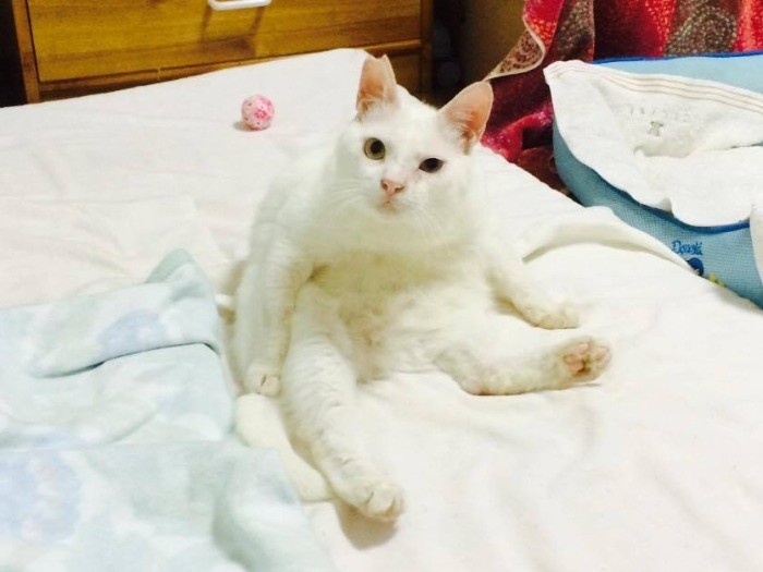 オッドアイのホワちゃん。元地域猫で現在は家で暮らす猫ちゃんです