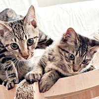 すくすくと成長したひらりくん、ふわりちゃん（画像提供：とららさん）