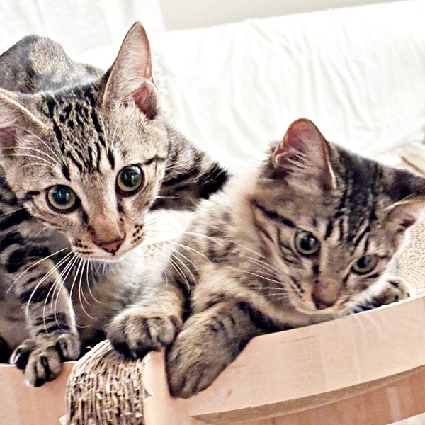 すくすくと成長したひらりくん、ふわりちゃん（画像提供：とららさん）