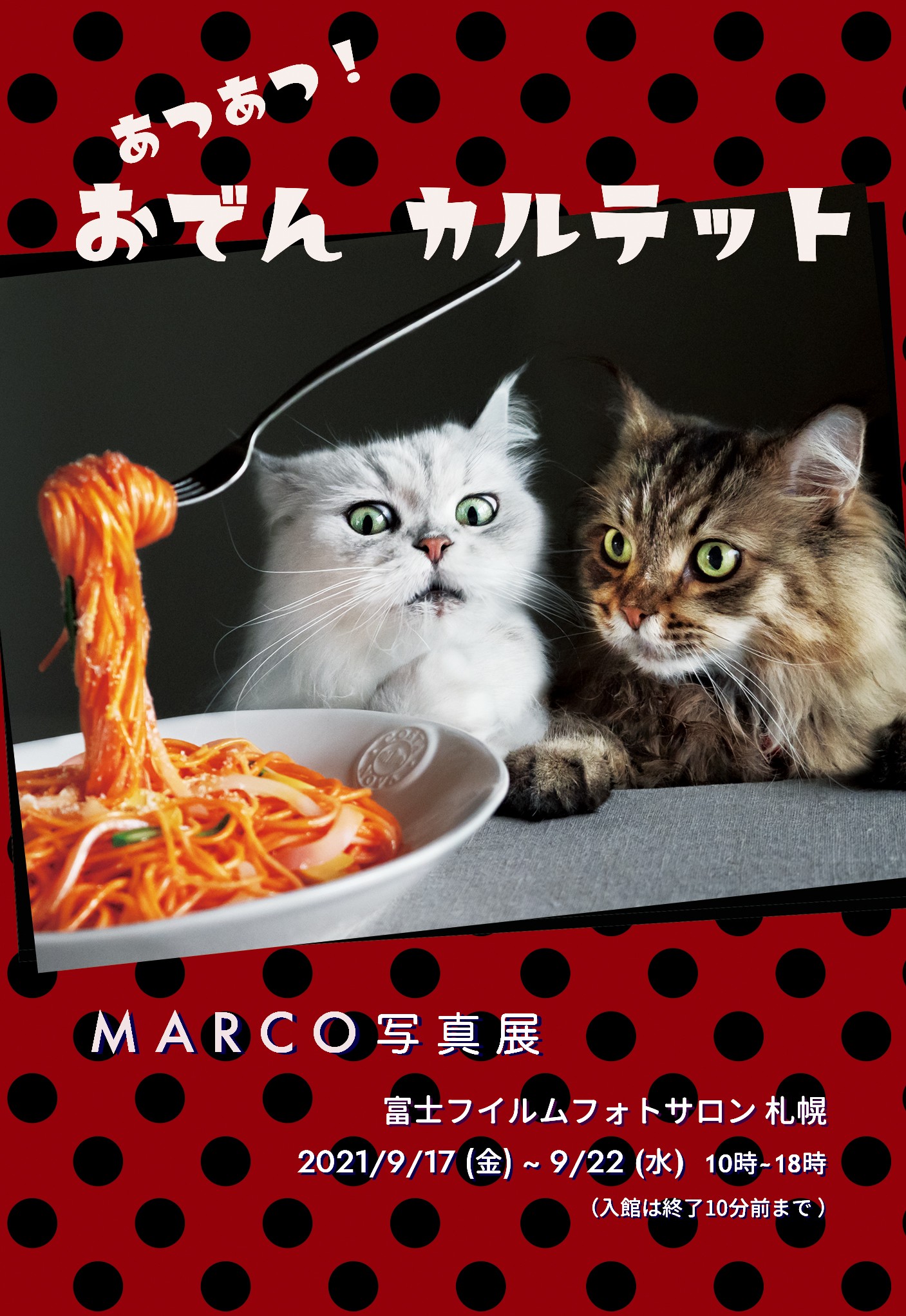 猫の 一生懸命 に胸キュン レンズ越しの表情に魅了された写真家 ほ とせなnews