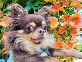 今日はどこ行くの！？　察知すると玄関で待つ、お出かけ好きなチワワ「マロン」