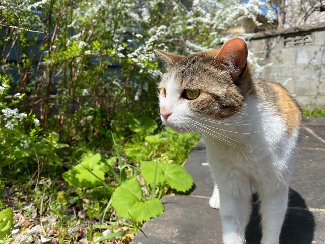 犬猫は、人間よりもかなり低い、床や地面に近いところで生活しています