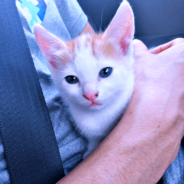 お迎えが決まり、車で帰る途中。夫の上にちょこんと座るむぎちゃん（画像提供：むぎさん）