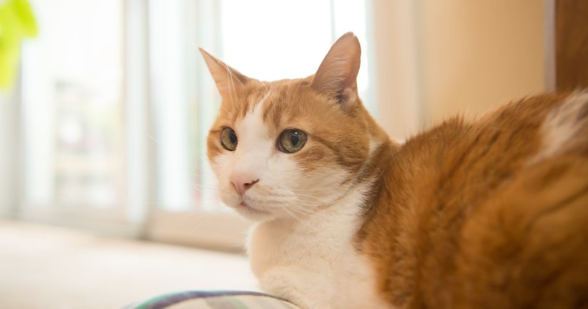 22歳になった猫「はるまき」 2番目の家族と幸せな日々「出会うべくし