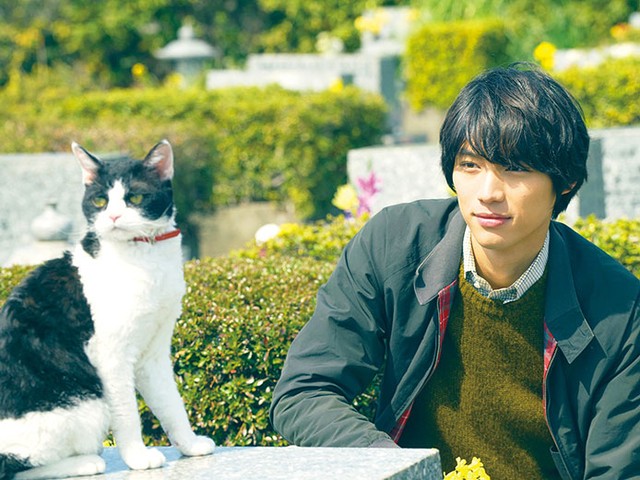猫 リポート 感想 旅 文 読書