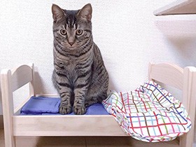 可愛かったり、やさぐれたり　表情豊かなキジトラの「タロー」　